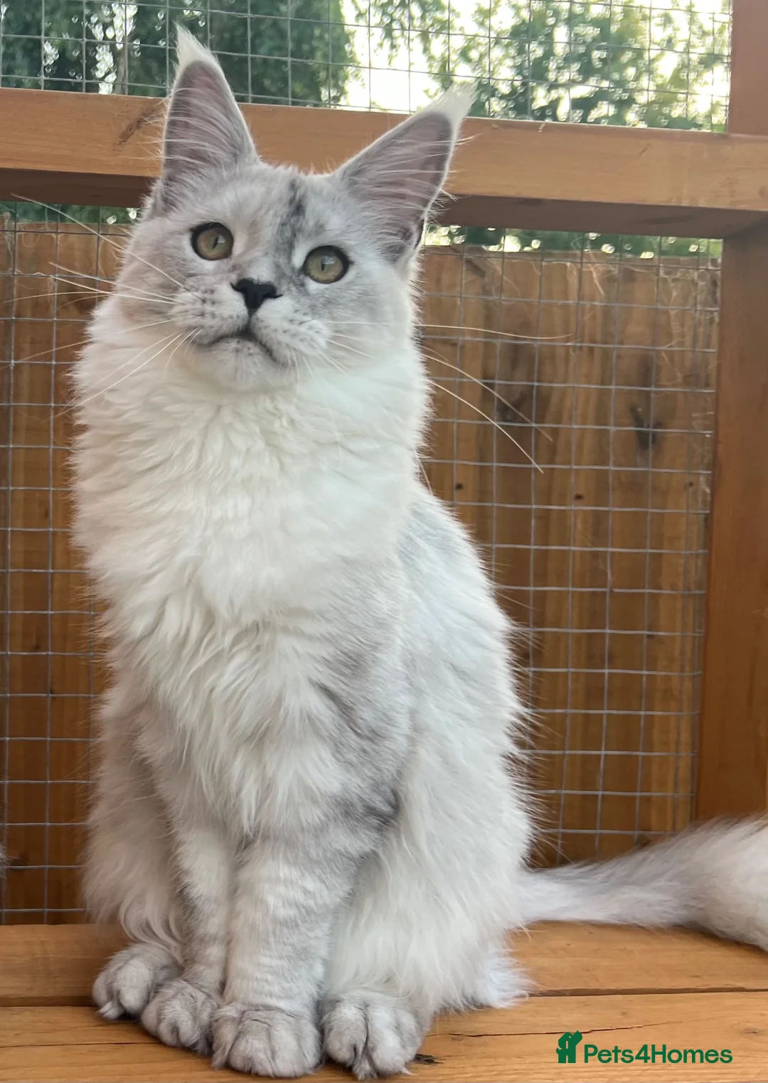 Maine Coon cats for sale: TICA Stunning kitten black smoke sghaded  girl cat - Advert 7