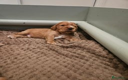 Cocker Spaniel dogs for sale: Health Tested Cocker spaniel puppies  - Advert 22