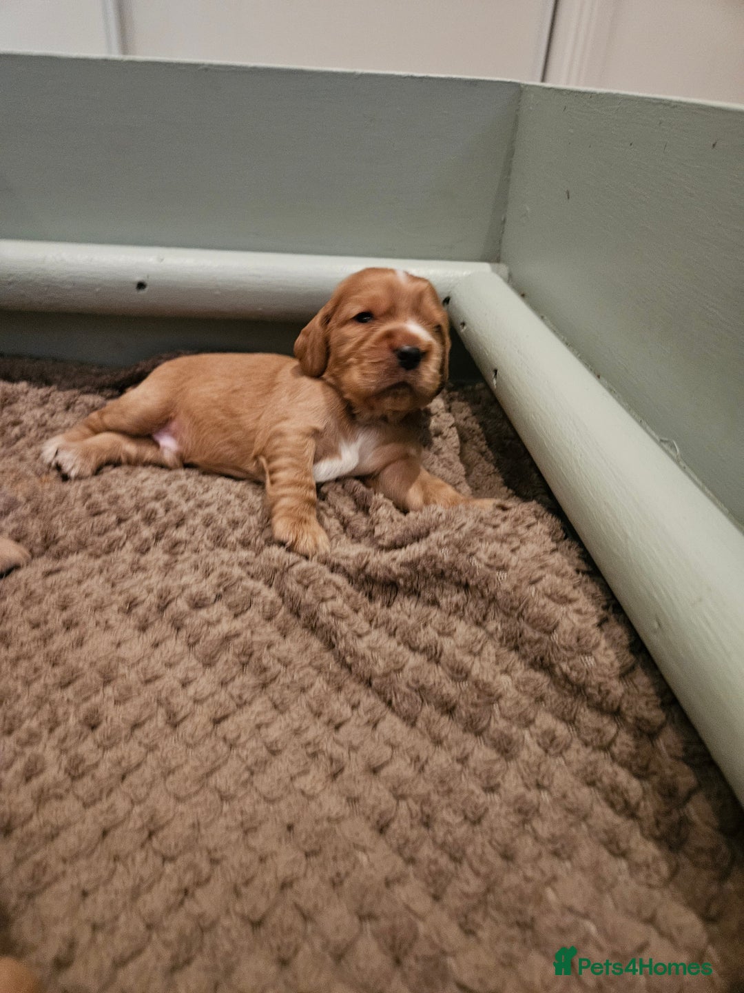 Cocker Spaniel dogs for sale: Health Tested Cocker spaniel puppies  - Advert 22