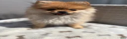 Pomeranian dogs for sale: Beautiful Miniature Pomeranian  - Advert 4