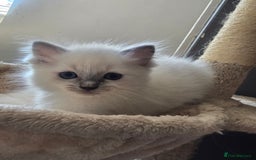 Ragdoll cats for sale: 3 KITTENS 🐱 RAGDOLL🐾  🌸🌿 Blue Point Silky💫🐾* - Image 8
