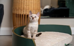 Bengal cats for sale: Frankie-Stunning Snow Bengal-TICA-Available now! - Image 11