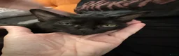 Bombay cats for sale: GCcF reg Bombay (Asian Black)  - Advert 1