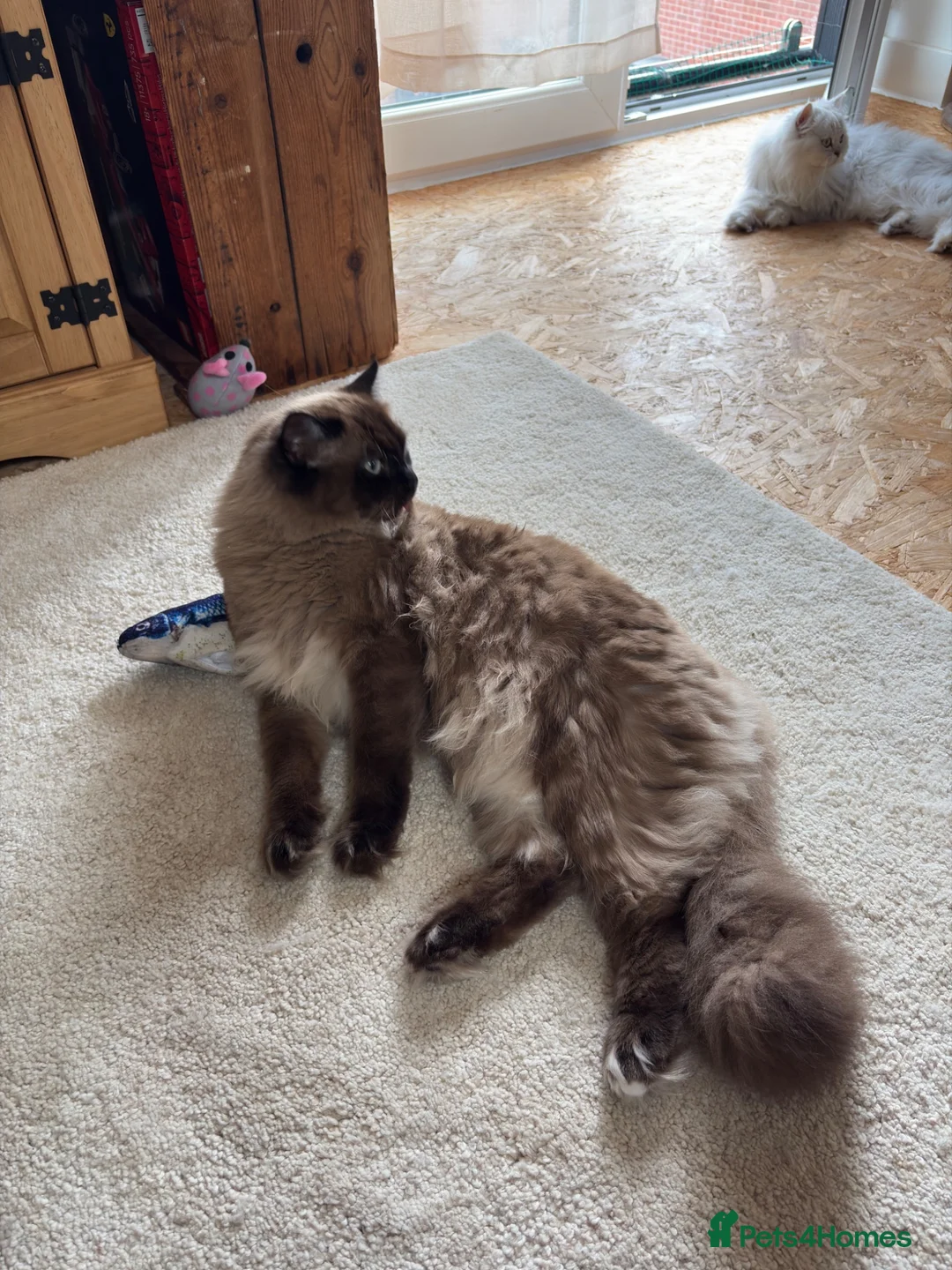 Ragdoll cats for sale: Mink Ragdoll in Paignton - Advert 2