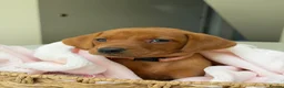 Labrador Retriever dogs for sale: Dark Fox Red Labrador Puppies – Exceptional Lines - Advert 9