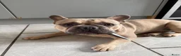 French Bulldog dogs for sale: French Bulldog  in Castleford - Advert 3