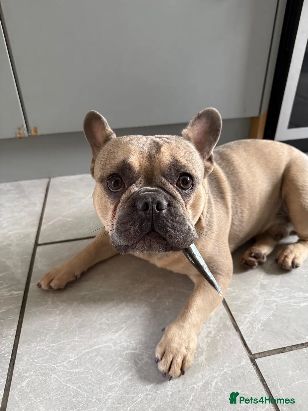 French Bulldog dogs for sale: French Bulldog  in Castleford - Advert 3
