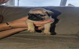Pug dogs for sale: Pug puppies  - Image 17