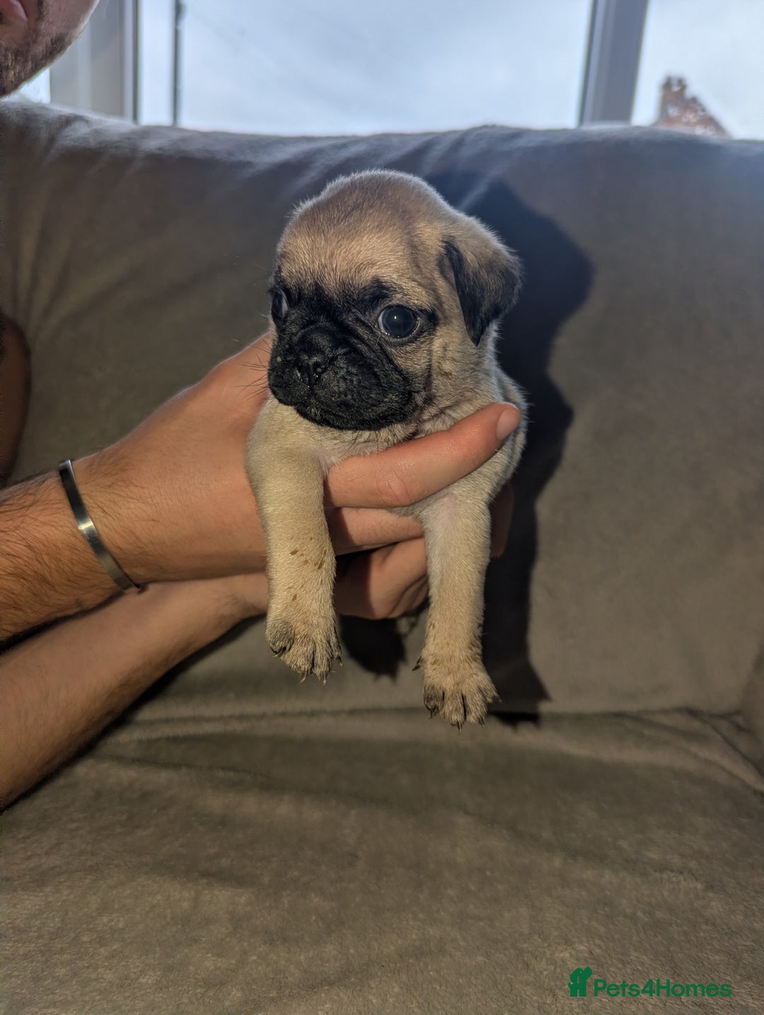 Pug dogs for sale: Pug puppies  - Image 17