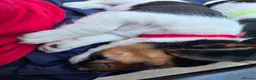 Jack Russell dogs for sale: *Last 1* Adorable Jack Russell for 5* Home - Advert 3