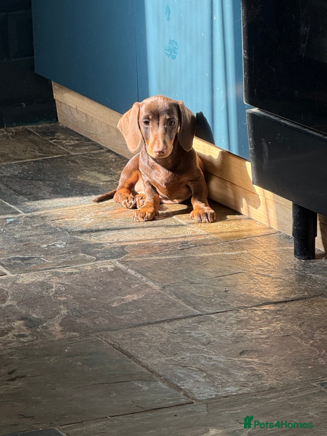 Dachshund dogs for sale: Kc reg first vac chipped licensed bundles of love  - Image 22