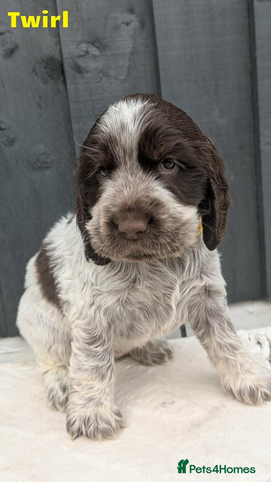 Cocker Spaniel dogs Beautiful Show Cocker Spaniel Puppies  - Advert 17