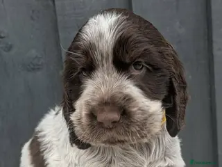Cocker Spaniel dogs Beautiful Show Cocker Spaniel Puppies - Advert 17