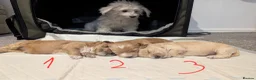 Maltipoo dogs for sale: 🐶Tiny Maltipoo puppies🐶🐶🐶 - Advert 5