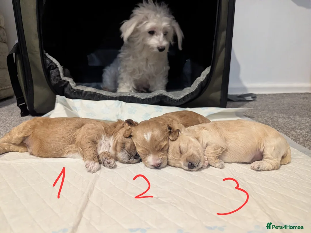 Maltipoo dogs for sale: 🐶Tiny Maltipoo puppies🐶🐶🐶 - Advert 5