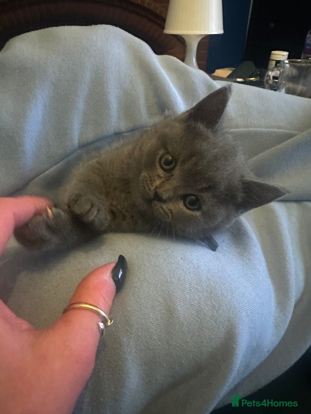 British Shorthair cats for sale: British short hair kittens - Advert 22