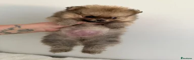 Pomeranian 2