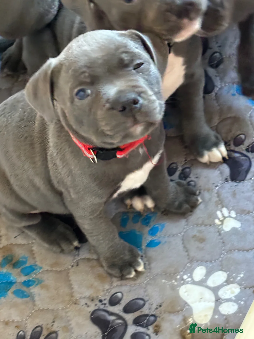 Staffordshire Bull Terrier dogs for sale: Blue staffy Girl 6 weeks old 💖 - Advert 9