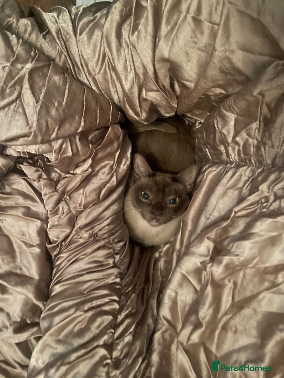 Burmese cats for sale: Stunning chocolate Burmese girl - Advert 1