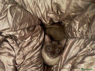 Burmese cats Stunning chocolate Burmese girl - Advert 2