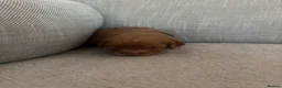 Cockapoo dogs for sale: Cockapoo puppies  - Advert 25