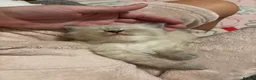 Ragdoll cats for sale: Beautiful Ragdoll Kittens - Advert 13