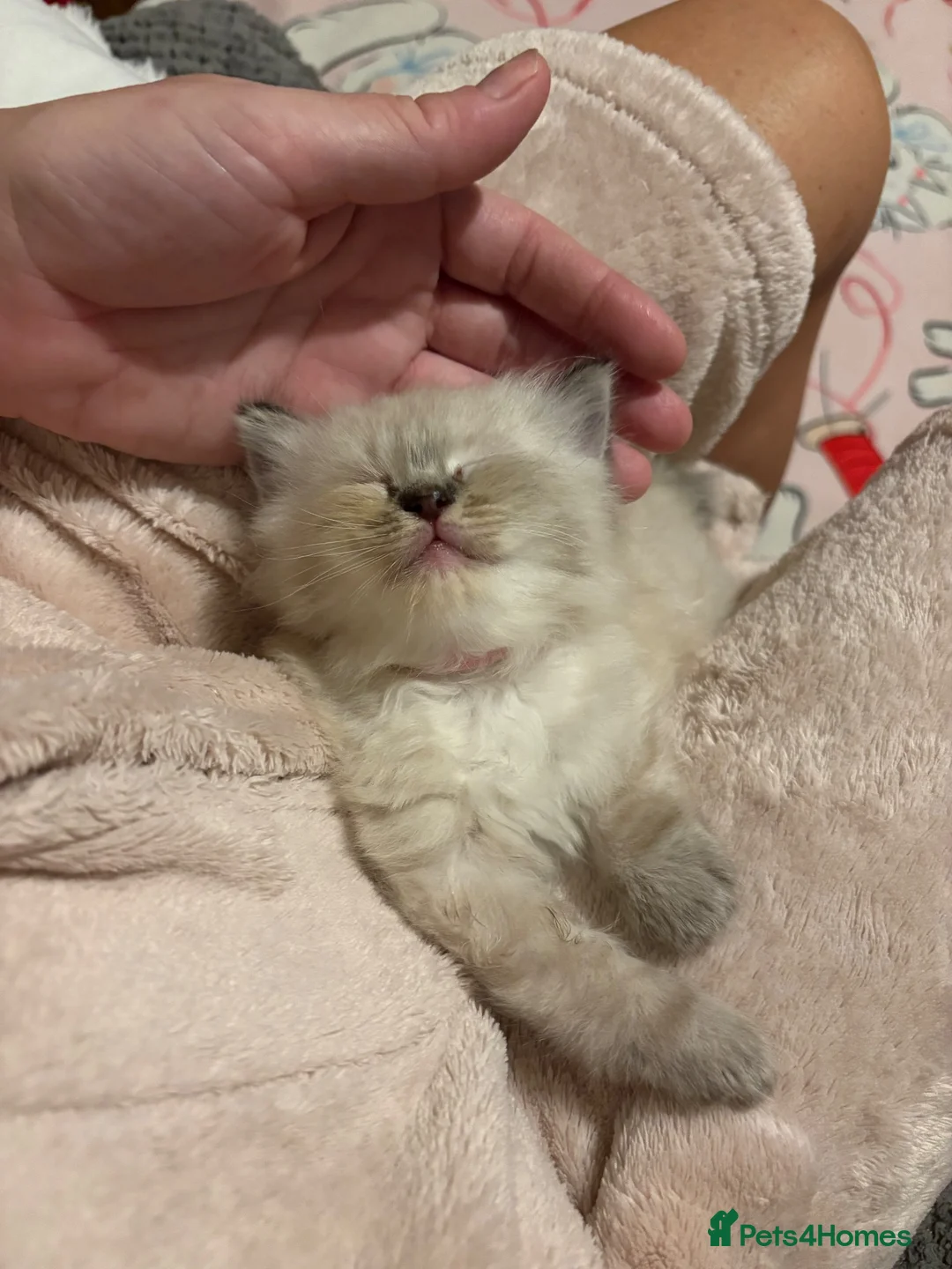 Ragdoll cats for sale: Beautiful Ragdoll Kittens - Advert 13