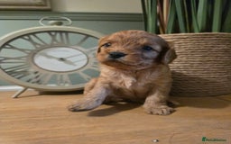 Cavapoo dogs for sale: Stunning F1 Cavapoo  - Image 5