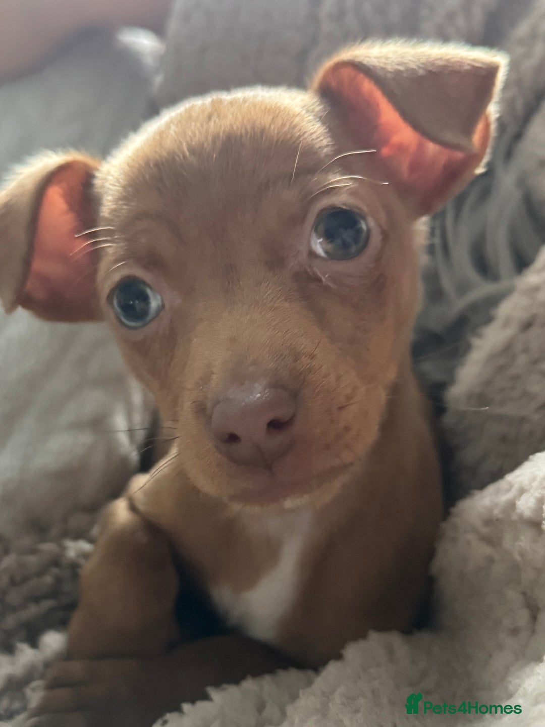 Jack Russell dogs for sale: Last Jack Russell Merle female  - Image 2