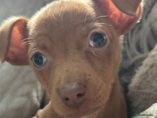 Jack Russell dogs Last Jack Russell Merle female - Advert 2