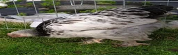 Chickens poultry for sale: Brahma boys cockerels - mottled & white (?pullet) - Advert 2