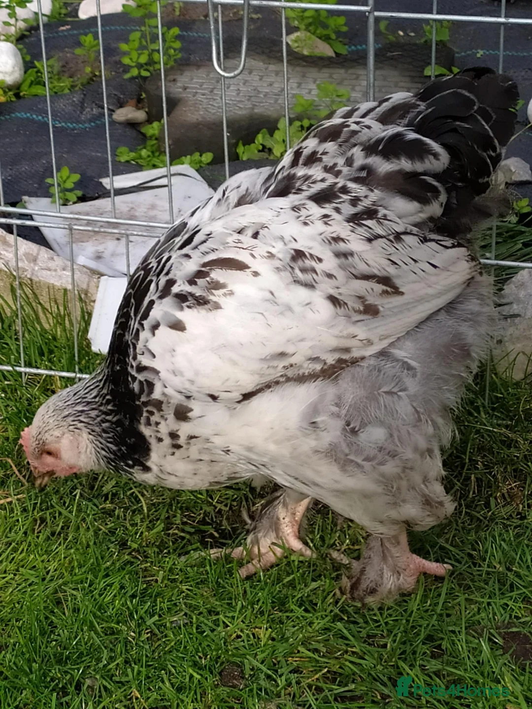 Chickens poultry for sale: Brahma boys cockerels - mottled & white (?pullet) - Advert 2