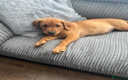 Labrador Retriever dogs for sale: Female lab  - Image 1