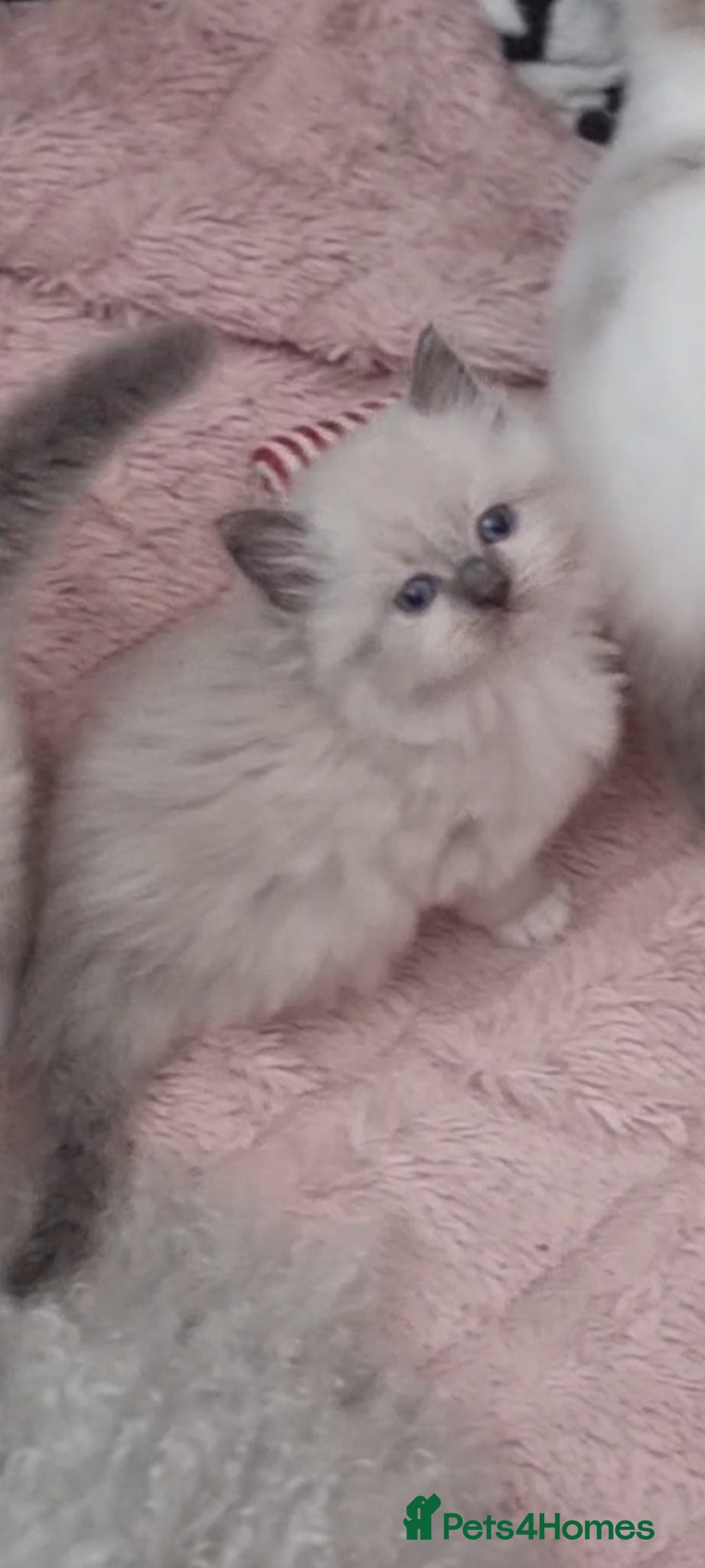 Ragdoll cats for sale: Ragdoll  - Advert 20