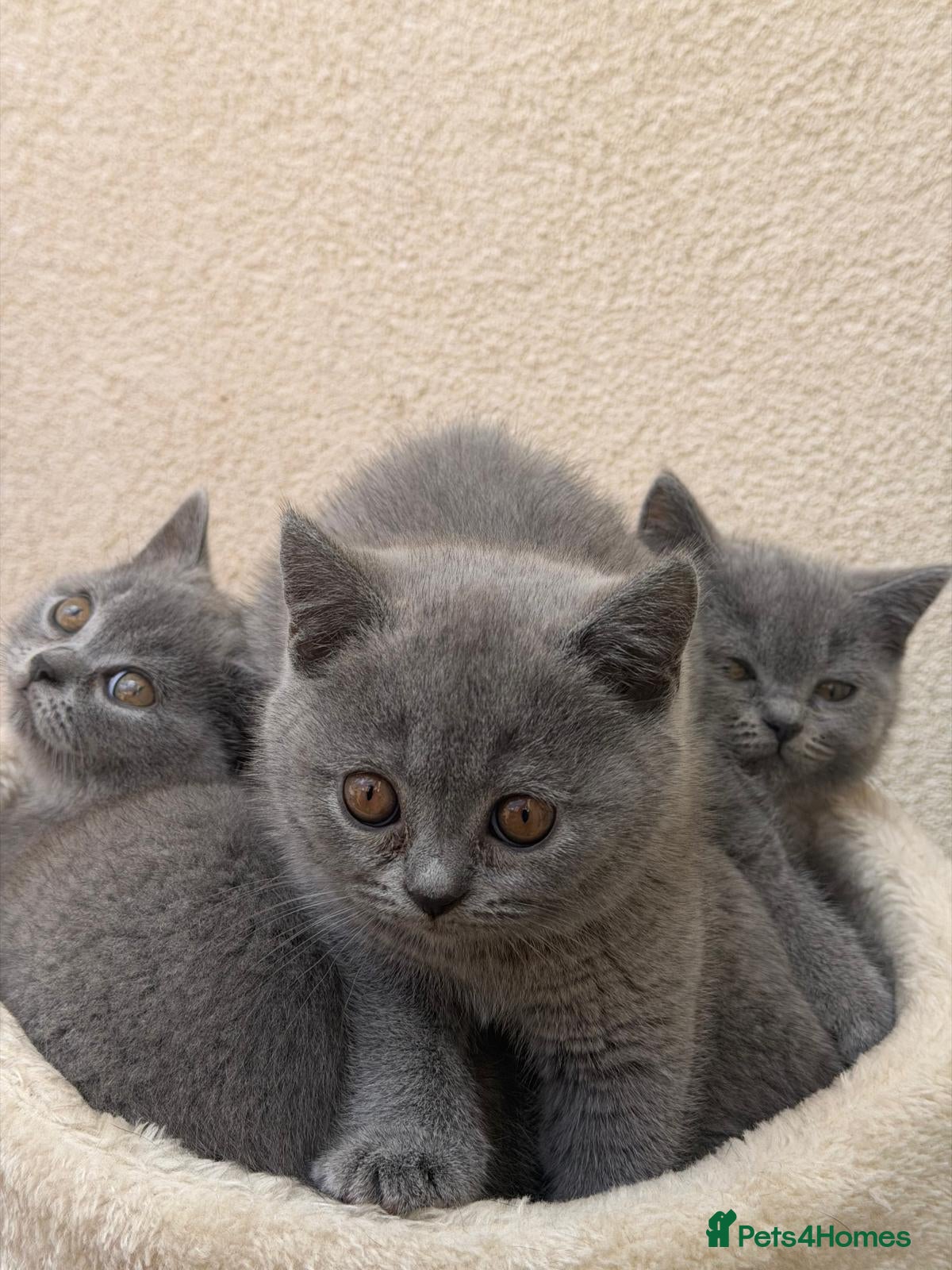 British Shorthair cats 3 blue Britishshorthair kittens Girls  for sale - Advert 10