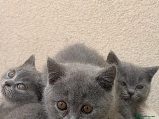 British Shorthair cats 3 blue Britishshorthair kittens Girls for sale - Advert 10