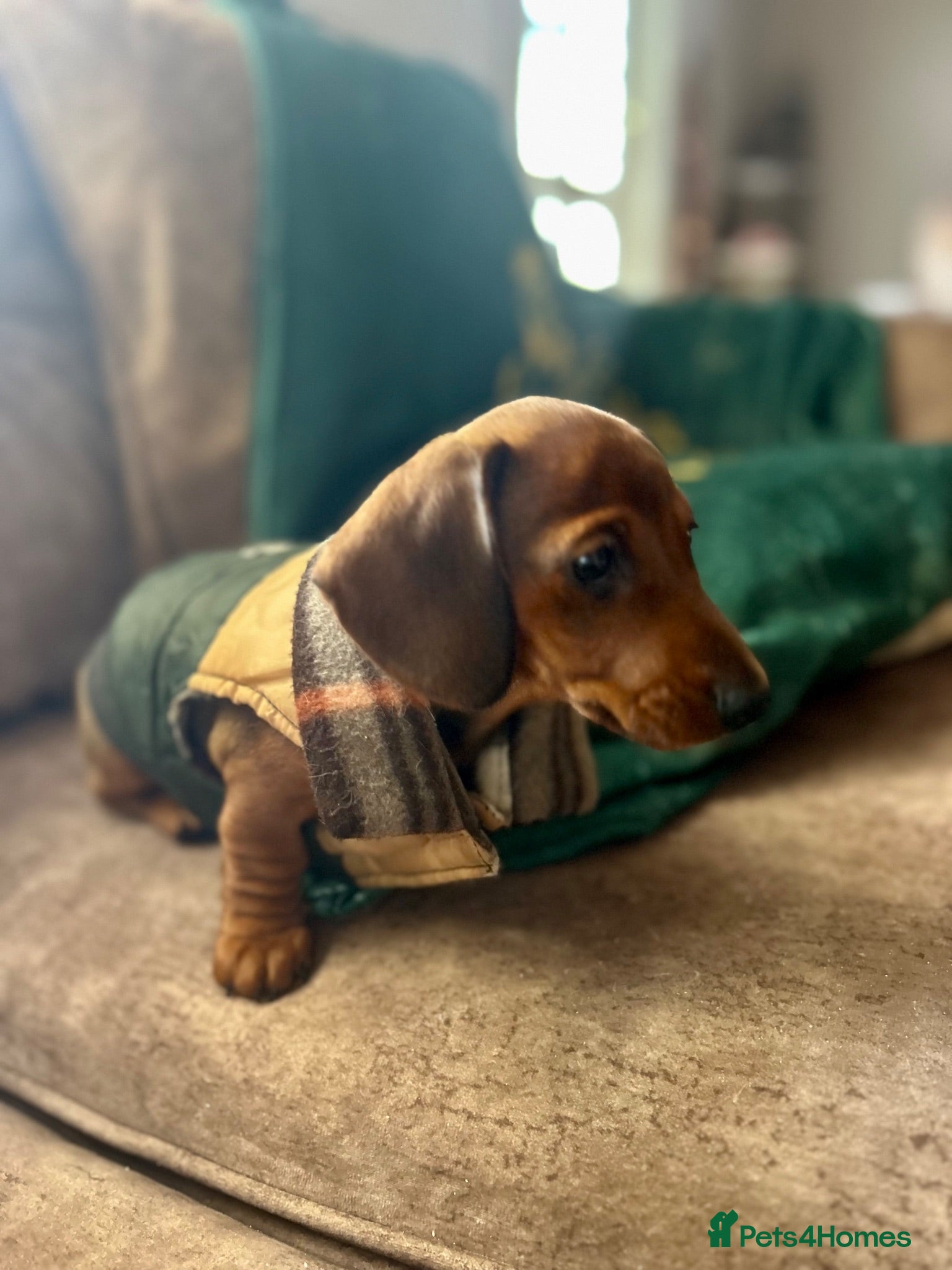 Miniature Dachshund dogs Beautiful miniature dachshunds - Advert 1