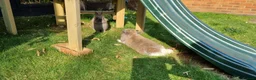 Mini Lop rabbits for sale: Bonded, Loving Pair of Mini Lop Male Rabbits - Advert 6