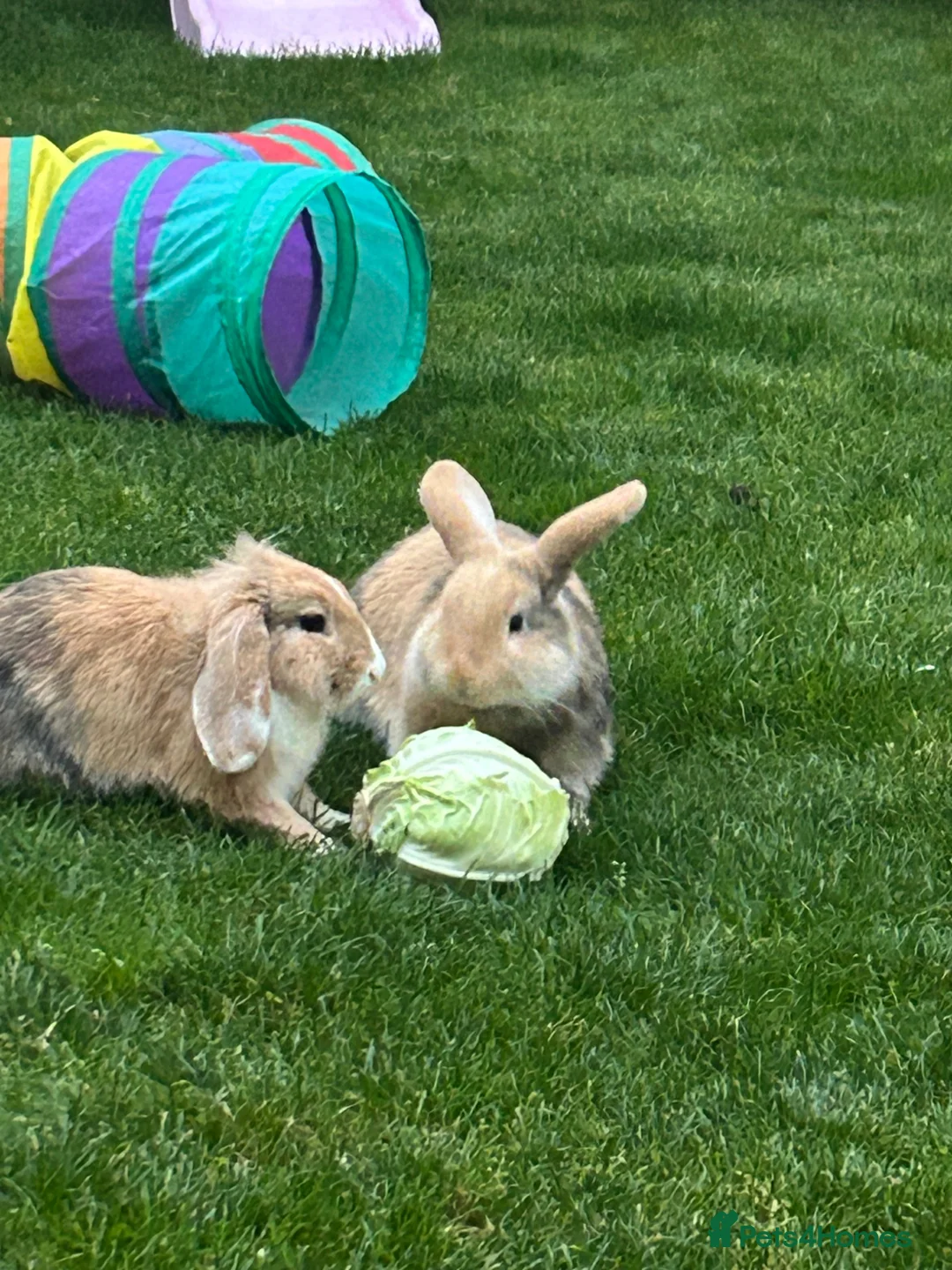 Mixed Breed rabbits for sale: Benji  in Bedford - Advert 1