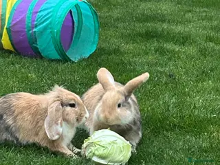 Mixed Breed rabbits Benji - Advert 16