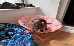 Miniature Dachshund dogs for sale: Miniature daschund  - Image 3