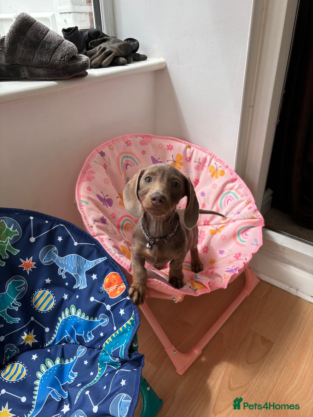 Miniature Dachshund dogs for sale: Miniature daschund  - Image 3