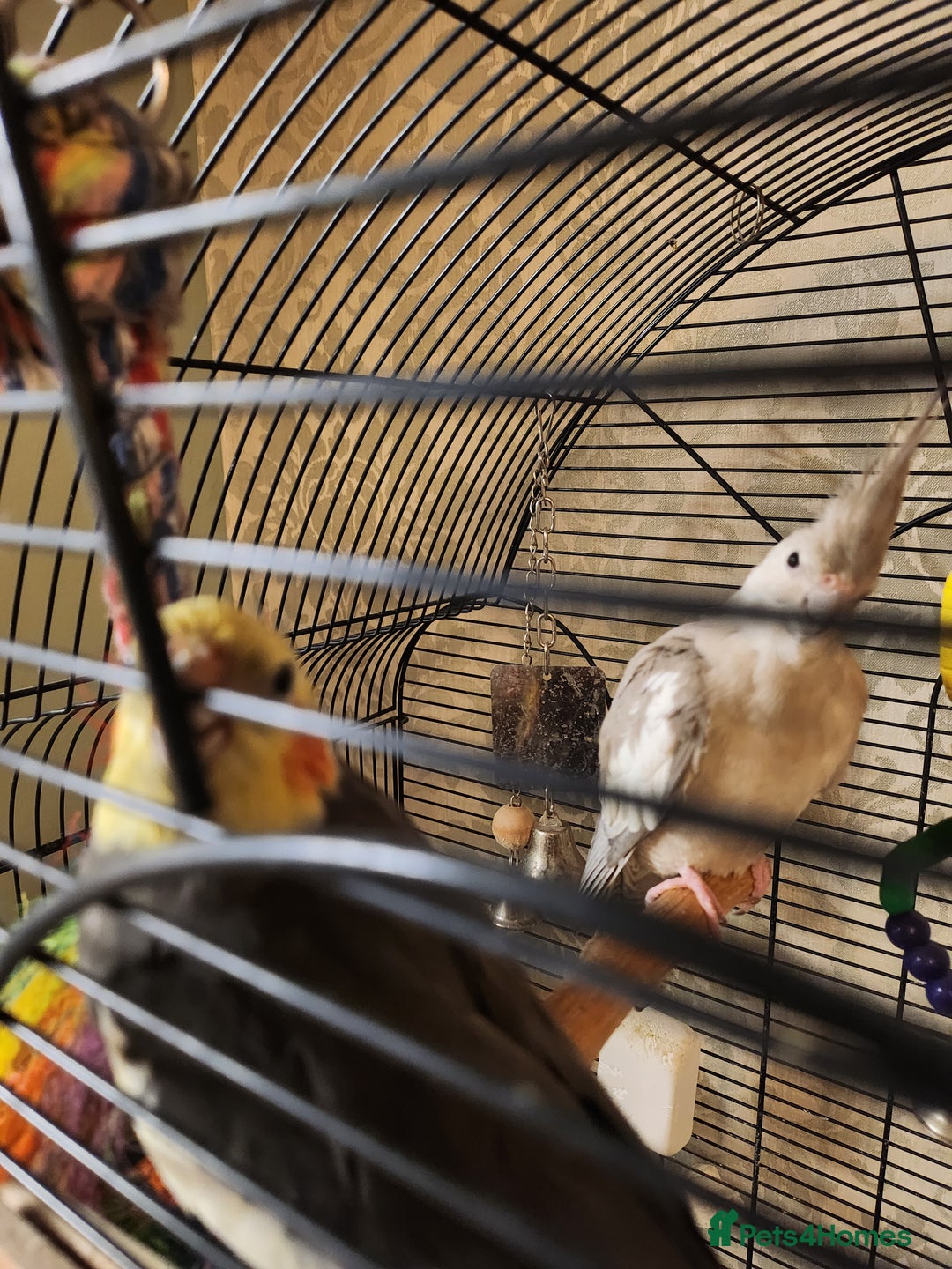 Cockatiels birds for sale: Breeding pair of cockatiels  - Advert 2