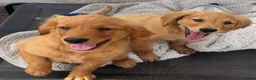 Golden Retriever dogs for sale: KC Healthy Golden Retriever Puppies - Advert 10