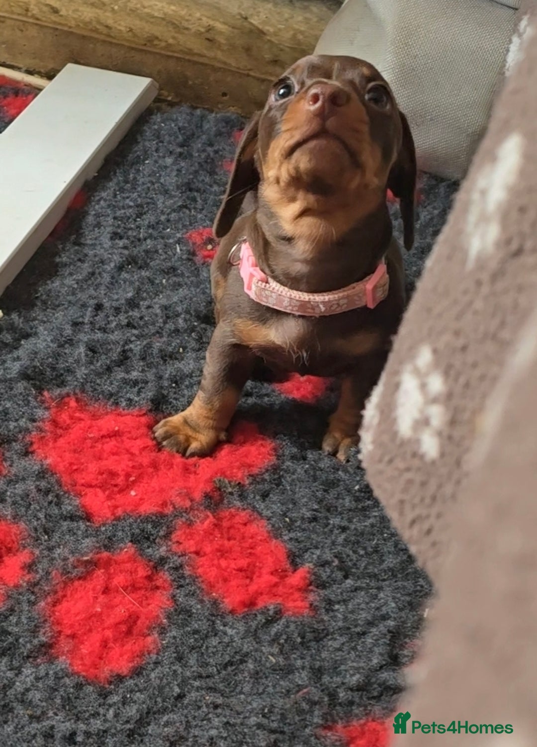 Miniature Dachshund dogs for sale: Miniature Dachshund Puppy - Image 4