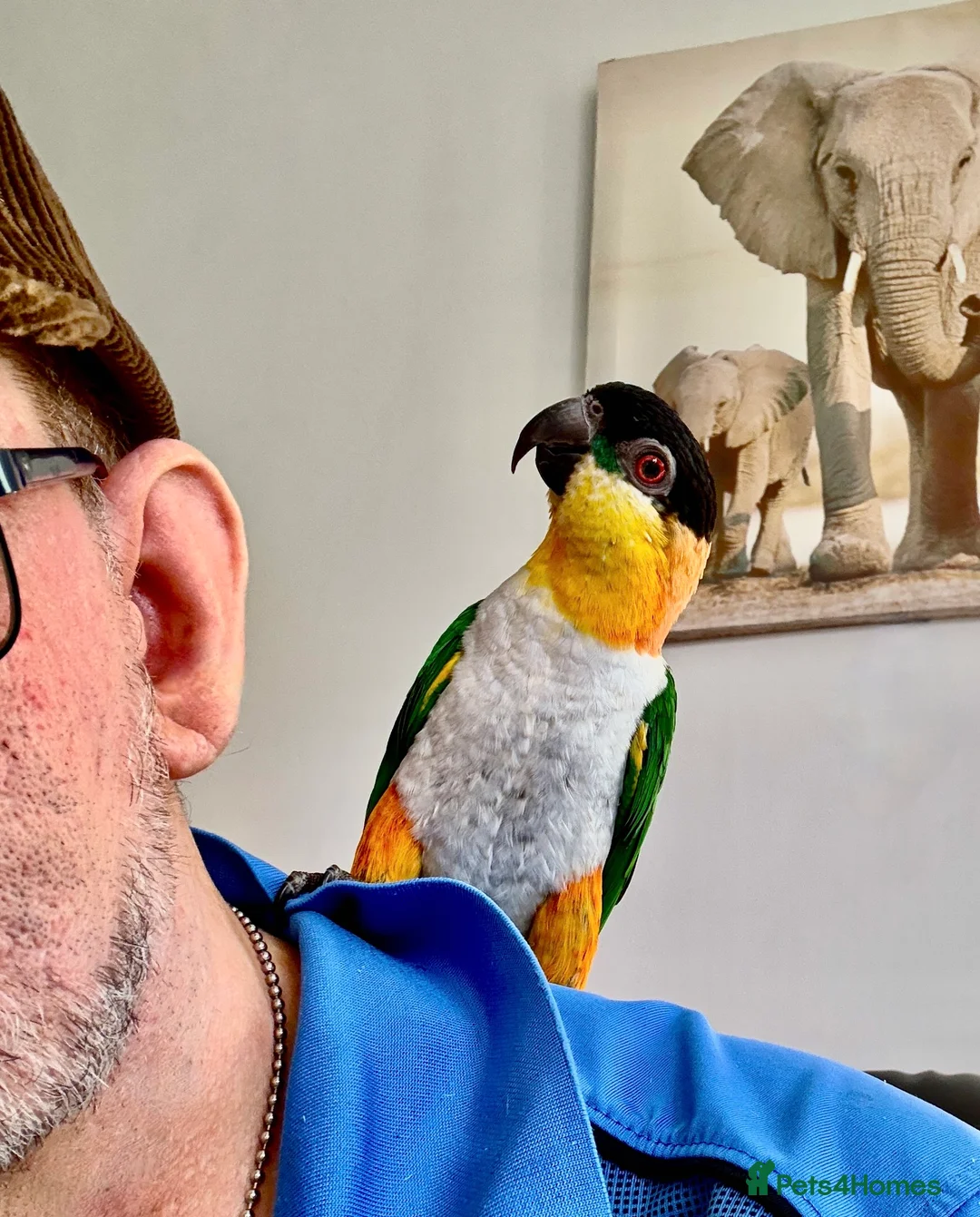 Parrots birds for sale: Mojo 4 year old Tame male Black Capp carique  - Advert 2