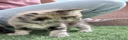 British Longhair cats for sale: 3 x female British longhair kittens - Advert 12