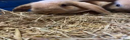Mini Lop rabbits for sale: Adorable Mini Lop Baby Bunnies  - Advert 7