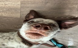 Mixed Breed dogs for sale: Husky cross dalmatian  - Image 6