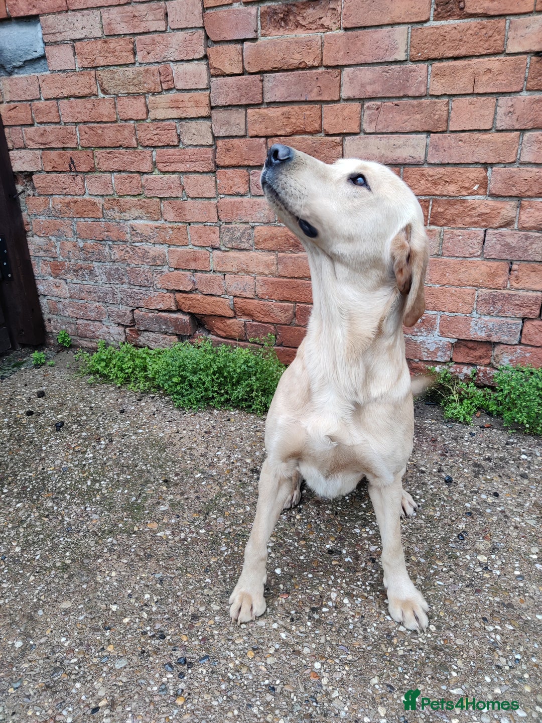 Labrador Retriever dogs for sale: Charming Male Labrador - Advert 8